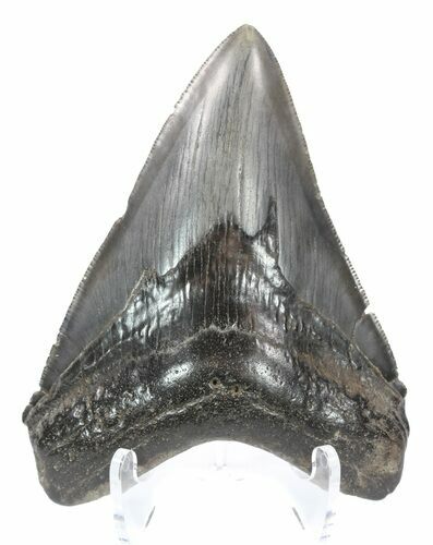 Serrated Megalodon Tooth - Georgia #52409